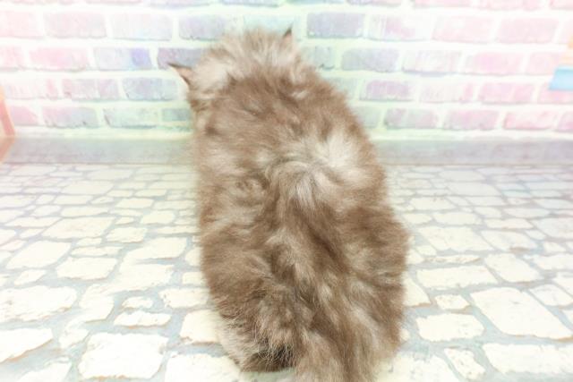 群馬県のミヌエット (Coo&RIKU伊勢崎店/2026年1月22日生まれ/男の子/シルバータビー)の子猫の4枚目の画像