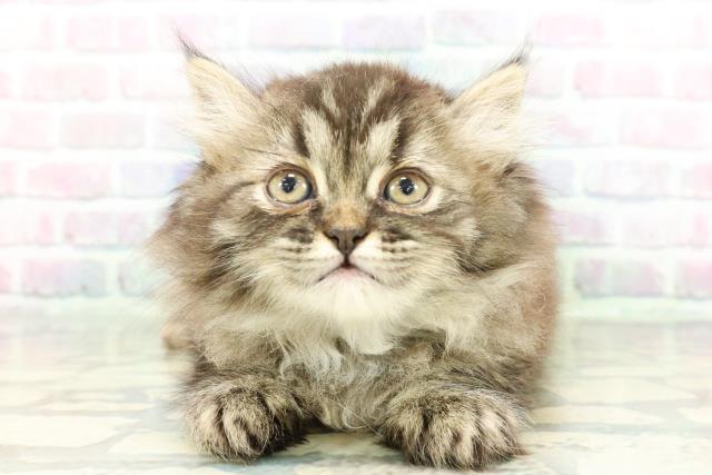 群馬県のミヌエット (Coo&RIKU前橋店/2026年1月22日生まれ/女の子/ブラウンタビー)の子猫