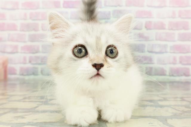青森県のマンチカン (Coo&RIKU青森店/2026年1月19日生まれ/女の子/シルバータビーホワイト)の子猫の1枚目の画像