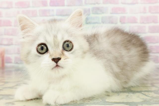 青森県のマンチカン (Coo&RIKU青森店/2026年1月19日生まれ/女の子/シルバータビーホワイト)の子猫の2枚目の画像