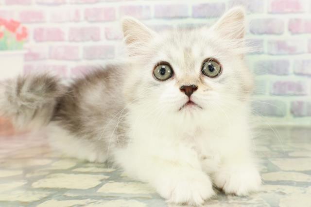 青森県のマンチカン (Coo&RIKU青森店/2026年1月19日生まれ/女の子/シルバータビーホワイト)の子猫の3枚目の画像