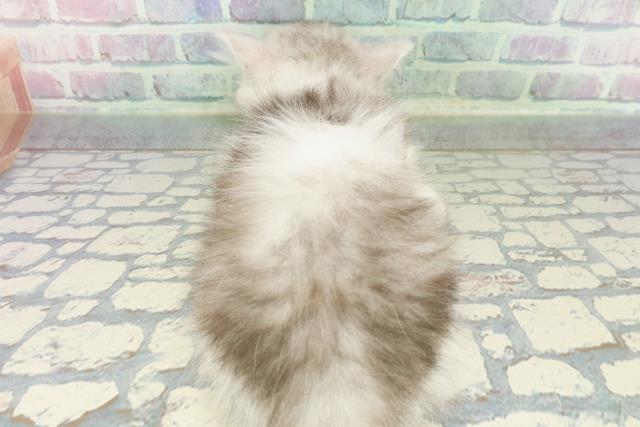 青森県のマンチカン (Coo&RIKU青森店/2026年1月19日生まれ/女の子/シルバータビーホワイト)の子猫の4枚目の画像