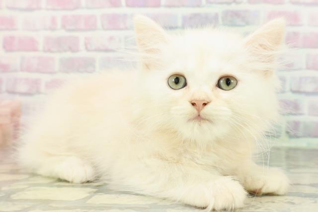 群馬県のマンチカン (Coo&RIKU伊勢崎店/2026年1月19日生まれ/男の子/クリームタビー)の子猫の3枚目の画像