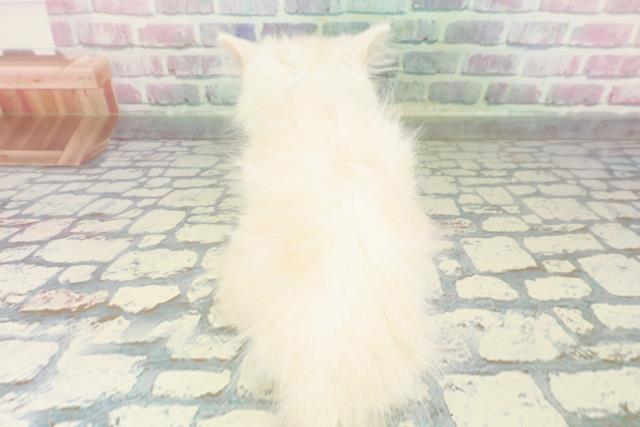 群馬県のマンチカン (Coo&RIKU伊勢崎店/2026年1月19日生まれ/男の子/クリームタビー)の子猫の4枚目の画像