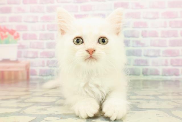 群馬県のマンチカン (Coo&RIKU前橋店/2026年1月19日生まれ/男の子/クリームタビー)の子猫