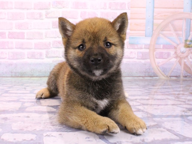 兵庫県の豆柴 (Coo&RIKU姫路店/2026年1月23日生まれ/男の子/赤)の子犬の1枚目の画像