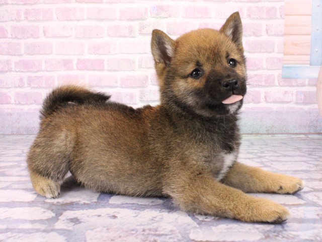 兵庫県の豆柴 (Coo&RIKU姫路店/2026年1月23日生まれ/男の子/赤)の子犬の2枚目の画像