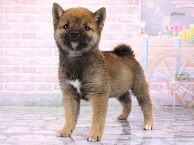 兵庫県の豆柴 (Coo&RIKU姫路店/2026年1月23日生まれ/男の子/赤)の子犬の3枚目の画像