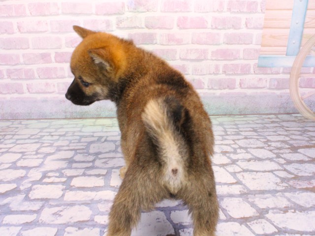 兵庫県の豆柴 (Coo&RIKU姫路店/2026年1月23日生まれ/男の子/赤)の子犬の4枚目の画像