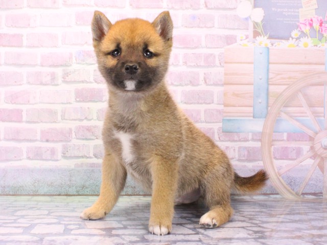 兵庫県の豆柴 (Coo&RIKU三木店/2026年1月23日生まれ/男の子/赤)の子犬の1枚目の画像