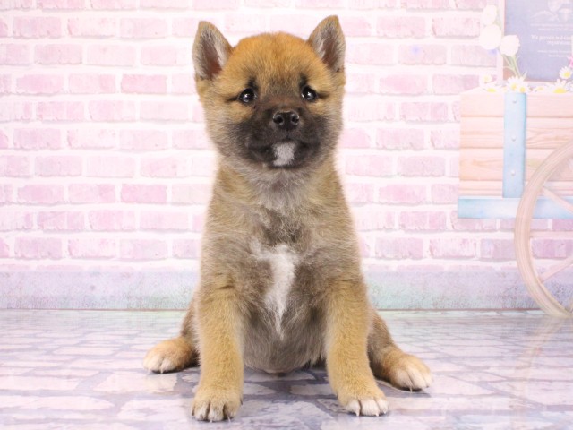 兵庫県の豆柴 (Coo&RIKU三木店/2026年1月23日生まれ/男の子/赤)の子犬の2枚目の画像