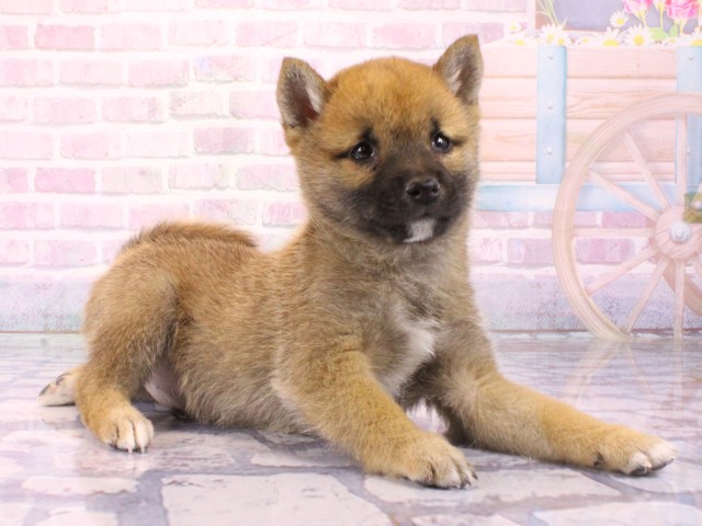 兵庫県の豆柴 (Coo&RIKU三木店/2026年1月23日生まれ/男の子/赤)の子犬の3枚目の画像