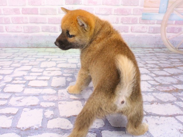 兵庫県の豆柴 (Coo&RIKU三木店/2026年1月23日生まれ/男の子/赤)の子犬の4枚目の画像