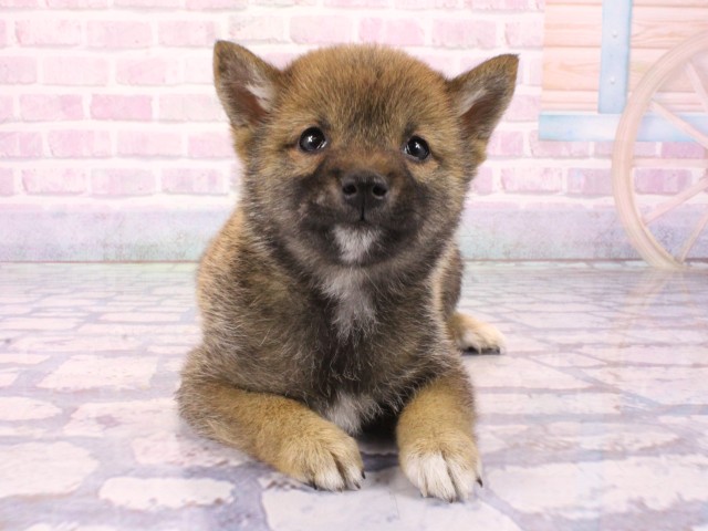 兵庫県の豆柴 (Coo&RIKU明石店/2026年1月23日生まれ/男の子/赤)の子犬の1枚目の画像