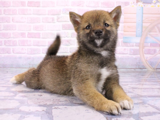 兵庫県の豆柴 (Coo&RIKU明石店/2026年1月23日生まれ/男の子/赤)の子犬の2枚目の画像