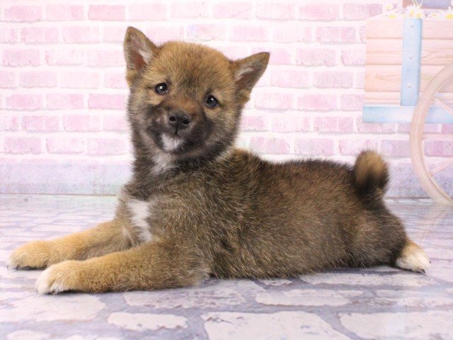 兵庫県の豆柴 (Coo&RIKU明石店/2026年1月23日生まれ/男の子/赤)の子犬の3枚目の画像