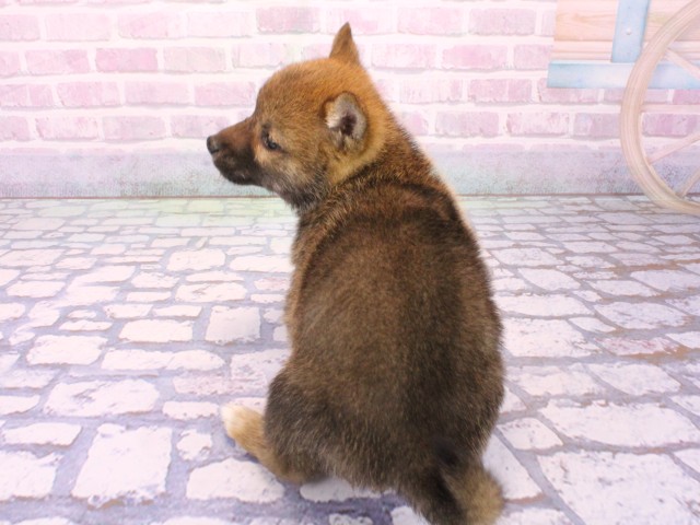 兵庫県の豆柴 (Coo&RIKU明石店/2026年1月23日生まれ/男の子/赤)の子犬の4枚目の画像