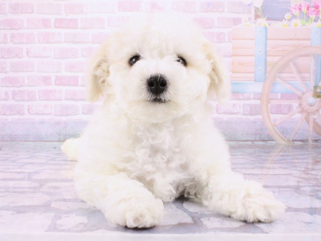 京都府のビションフリーゼ (Coo&RIKU舞鶴店/2026年1月13日生まれ/男の子/ホワイト)の子犬の1枚目の画像