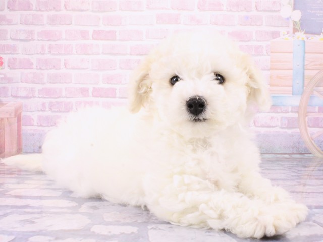 京都府のビションフリーゼ (Coo&RIKU舞鶴店/2026年1月13日生まれ/男の子/ホワイト)の子犬の2枚目の画像