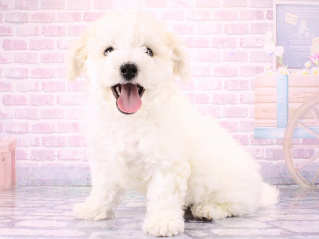 京都府のビションフリーゼ (Coo&RIKU舞鶴店/2026年1月13日生まれ/男の子/ホワイト)の子犬の3枚目の画像