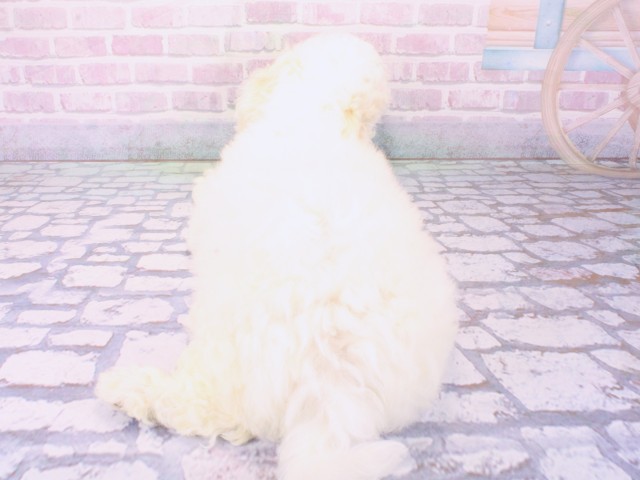 京都府のビションフリーゼ (Coo&RIKU舞鶴店/2026年1月13日生まれ/男の子/ホワイト)の子犬の4枚目の画像