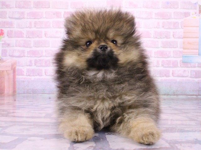 兵庫県のポメラニアン (Coo&RIKU姫路店/2026年1月14日生まれ/女の子/クリームセーブル)の子犬