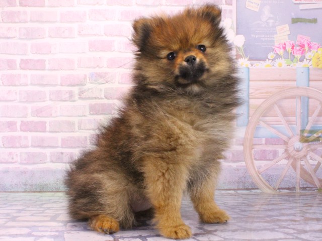 兵庫県のポメラニアン (Coo&RIKU丹波店/2026年1月14日生まれ/女の子/オレンジセーブル)の子犬の2枚目の画像