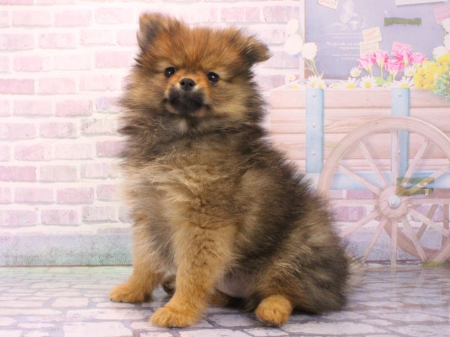 兵庫県のポメラニアン (Coo&RIKU丹波店/2026年1月14日生まれ/女の子/オレンジセーブル)の子犬の3枚目の画像