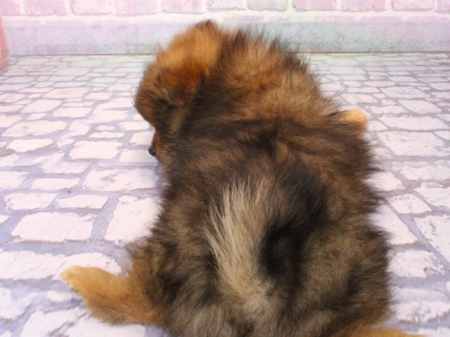 兵庫県のポメラニアン (Coo&RIKU丹波店/2026年1月14日生まれ/女の子/オレンジセーブル)の子犬の4枚目の画像