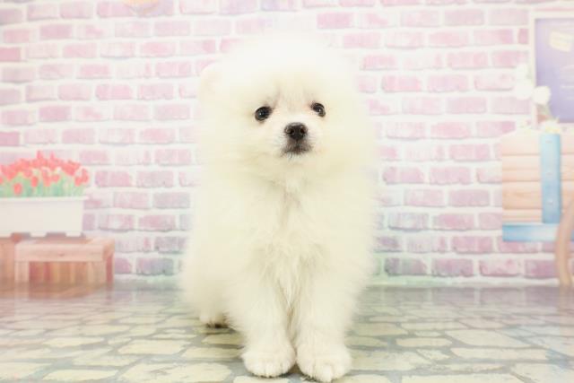 岩手県のポメラニアン (Coo&RIKU一関店/2026年1月19日生まれ/男の子/クリーム)の子犬の1枚目の画像