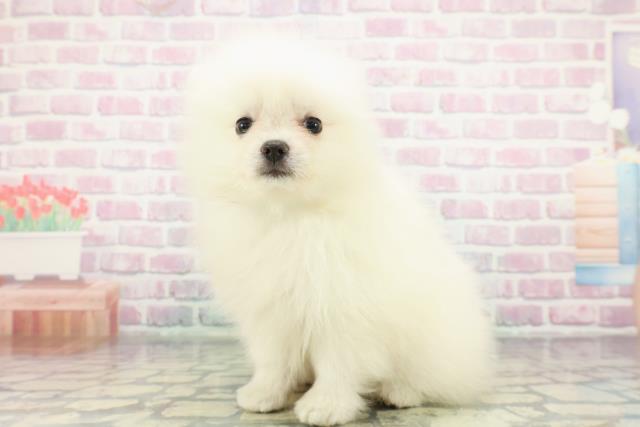 岩手県のポメラニアン (Coo&RIKU一関店/2026年1月19日生まれ/男の子/クリーム)の子犬の2枚目の画像