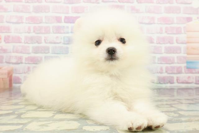 岩手県のポメラニアン (Coo&RIKU一関店/2026年1月19日生まれ/男の子/クリーム)の子犬の3枚目の画像