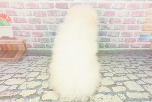 岩手県のポメラニアン (Coo&RIKU一関店/2026年1月19日生まれ/男の子/クリーム)の子犬の4枚目の画像