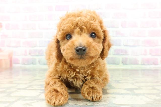 北海道のトイプードル(トイ) (Coo&RIKU釧路店/2026年1月25日生まれ/男の子/レッド)の子犬