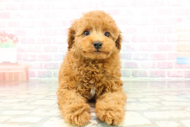 トイ・プードル