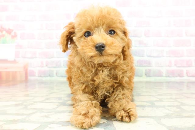 北海道のトイプードル(トイ) (Coo&RIKU札幌西店/2026年1月21日生まれ/女の子/レッド)の子犬