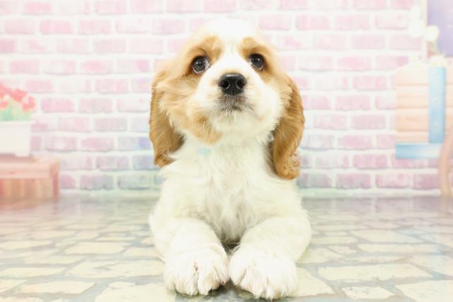 北海道のアメリカンコッカースパニエル (Coo&RIKU函館店/2026年1月22日生まれ/男の子/レッドホワイト)の子犬