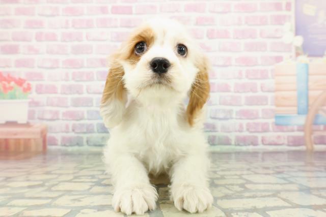 北海道のアメリカンコッカースパニエル (Coo&RIKU札幌西店/2026年1月22日生まれ/女の子/レッドホワイト)の子犬