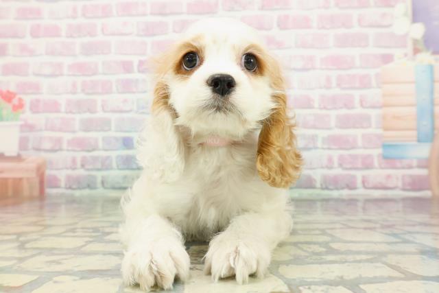 アメリカン・コッカースパニエル