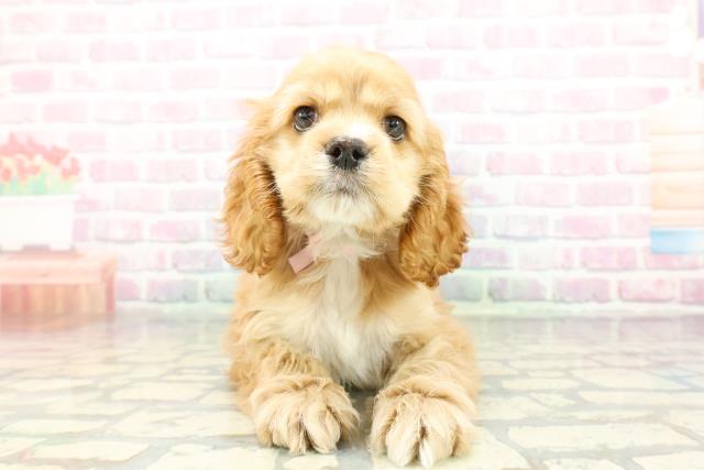 アメリカン・コッカースパニエル