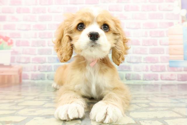 アメリカン・コッカースパニエル