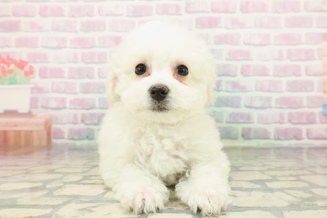 宮城県のビションフリーゼ (Coo&RIKU石巻店/2026年1月24日生まれ/女の子/ホワイト)の子犬