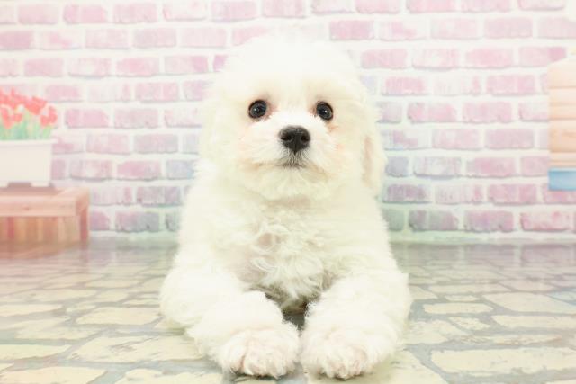 京都府のビションフリーゼ (Coo&RIKU京都店/2026年1月24日生まれ/女の子/ホワイト)の子犬の1枚目の画像