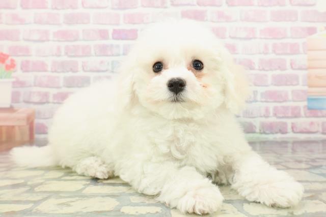 京都府のビションフリーゼ (Coo&RIKU京都店/2026年1月24日生まれ/女の子/ホワイト)の子犬の3枚目の画像