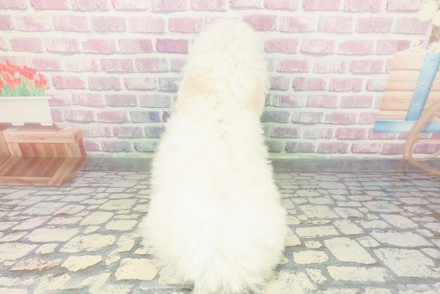 京都府のビションフリーゼ (Coo&RIKU京都店/2026年1月24日生まれ/女の子/ホワイト)の子犬の4枚目の画像