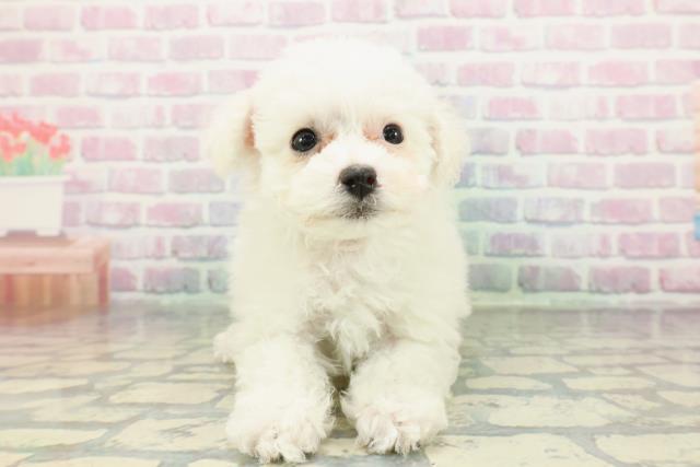 兵庫県のビションフリーゼ (Coo&RIKU神戸東灘店/2026年1月24日生まれ/女の子/ホワイト)の子犬