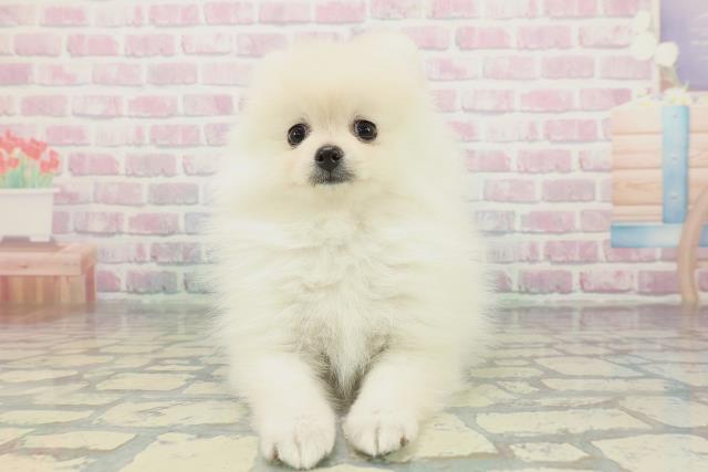 大阪府のポメラニアン (Coo&RIKU高槻店/2026年1月24日生まれ/女の子/クリーム)の子犬の1枚目の画像