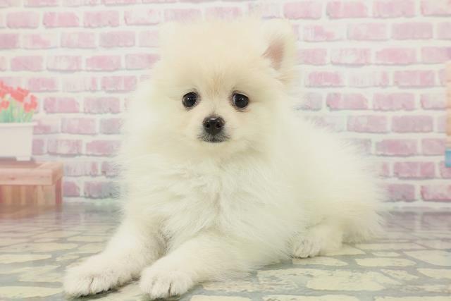 大阪府のポメラニアン (Coo&RIKU高槻店/2026年1月24日生まれ/女の子/クリーム)の子犬の2枚目の画像