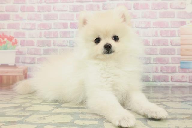 大阪府のポメラニアン (Coo&RIKU高槻店/2026年1月24日生まれ/女の子/クリーム)の子犬の3枚目の画像