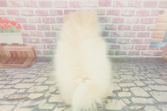 大阪府のポメラニアン (Coo&RIKU高槻店/2026年1月24日生まれ/女の子/クリーム)の子犬の4枚目の画像